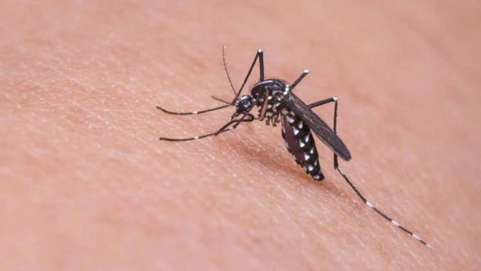 ম্যালেরিয়ার মশার উৎপাত আরও বাড়বে