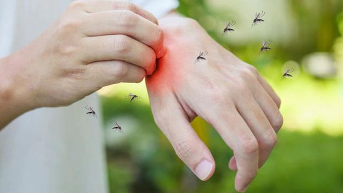 ঘরোয়া উপায়ে মশাকে করুন জব্দ।