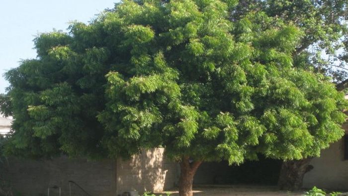 নিম পাতার উপকারিতা