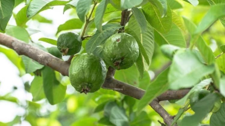 মুখের বলিরেখা থেকে চুল পড়া, কামাল করতে পারে পেয়ারা পাতা, কীভাবে?