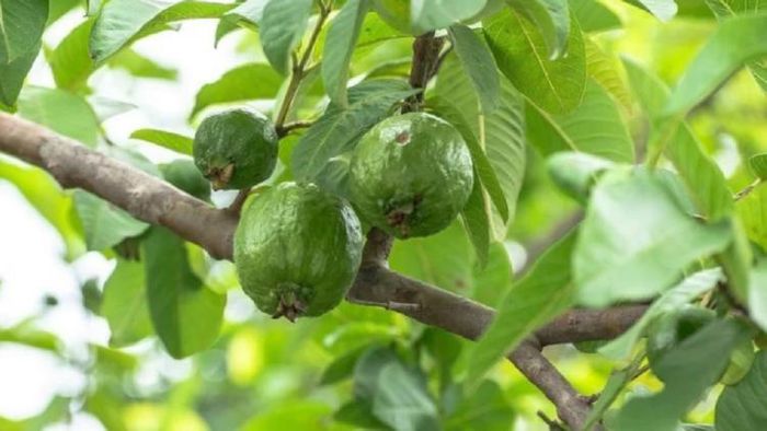 প্রতীকী ছবি