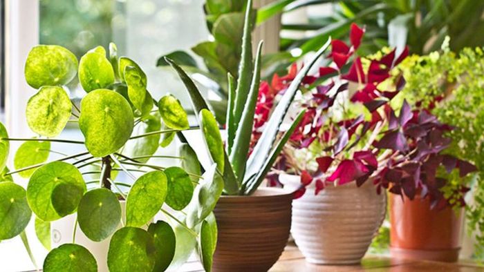 Vastu Plants বাড়িতে কোন গাছ রাখবেন কোনটা রাখবেন না।