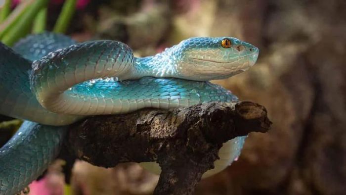 ছবি সূত্র - Getty