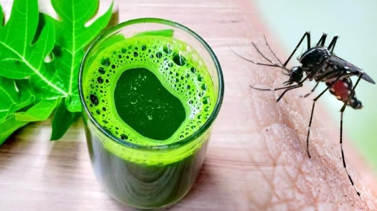 পেঁপে পাতায় কাবু হতে পারে ডেঙ্গি, রস কীভাবে বানাবেন? জানুন