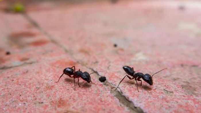 পিঁপড়ে বলবে ভবিষ্যত