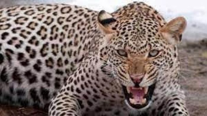 চলন্ত বাইকে পিছন থেকে জামা টেনে ধরল কে? ঘাড় ঘোরাতেই হাড় হিম বাইক আরোহীর