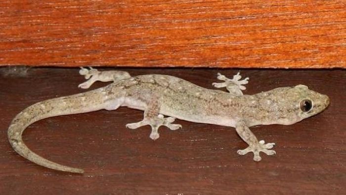 শত্রু বৃদ্ধি না কি টাকা আসবে জলের মতো, বলে দেবে বাড়িতে থাকা টিকটিকিই