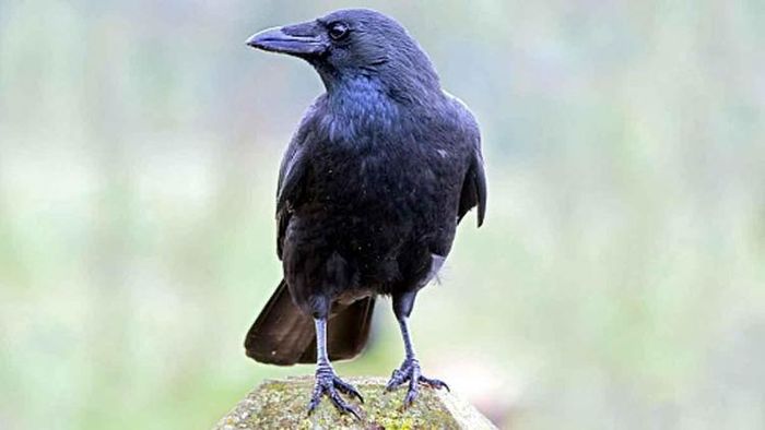 স্বপ্নে কাক দেখা শুভ না অশুভ? লক্ষণগুলি জেনে নিন