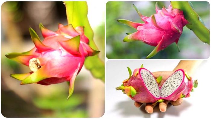 ড্রাগন ফলের চাষ এখন বেশ লাভজনক প্রমাণিত হয়েছে।