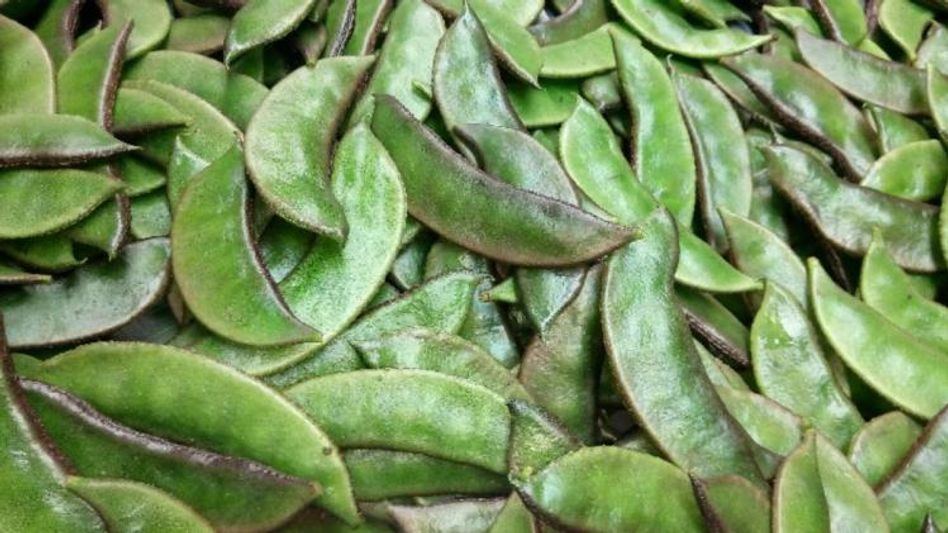 Benifits of Lablab Hyacinth Beans: ডায়াবেটিস-কোলেস্টেরলের যম, এই শীতে রোজ পাতে রাখুন শিম - Winter Vegetable Benifits of lablab hyacinth beans in winter diabetes cholesterol will be in control abk - Aaj