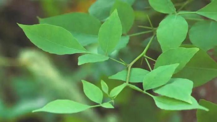 বেলপাতা (ছবি: সংগৃহীত)