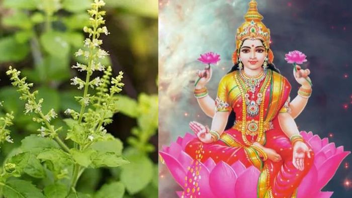 তুলসীর উপায়।