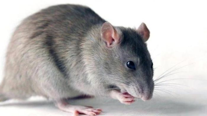 ইঁদুর তাড়ানোর ঘরোয়া প্রতিকার