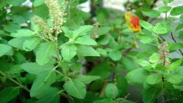 তুলসী বাস্তু টিপস।