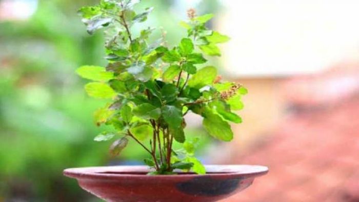 তুলসী বাস্তু টিপস।