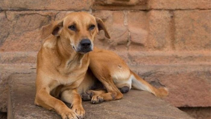 প্রতীকী ছবি