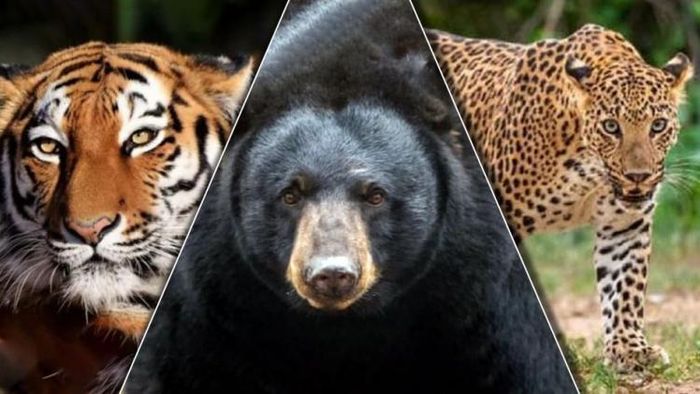 কয়েক ঘণ্টায় অরণ্যদর্শন, বড়দিনের ছুটিতে নামমাত্র খরচে দেখুন বাঘ-ভাল্লুক-চিতা