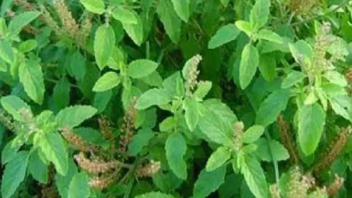 Tulsi: আসবে টাকা-মিলবে লক্ষ্মীর কৃপা, তুলসী পাতার সঙ্গে পুজোয় করুন এই কাজগুলি