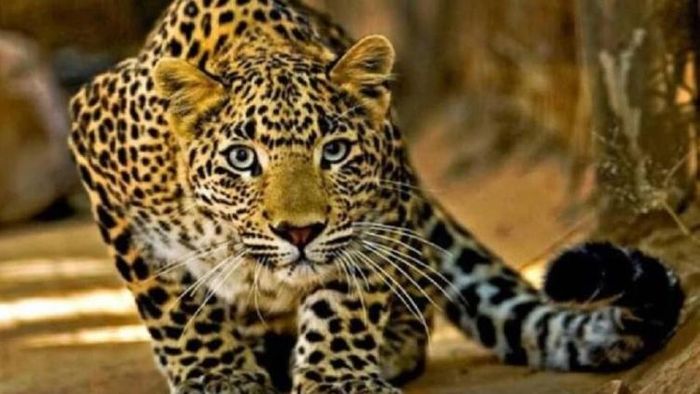 চিতাবাঘ-ফাইল ছবি