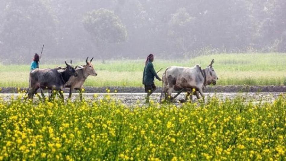PM Kisan যোজনায় বেশি টাকা ঢুকতে পারে অ্যাকাউন্টে, এবার কত হবে? PM Kisan যোজনায় বেশি টাকা ঢুকতে পারে অ্যাকাউন্টে, এবার কত হবে?