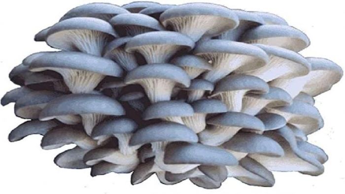 Blue Oyster Mushroom