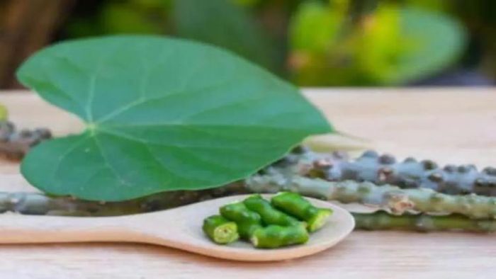 ইউরিক অ্যাসিড কমিয়ে দিতে পারে গুলঞ্চ লতা