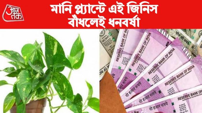 মানি প্ল্যান্টের বাস্তু টিপস।