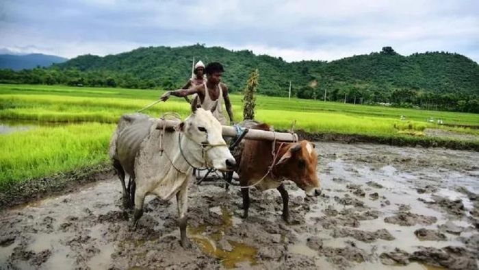 কৃষক বন্ধুর টাকা