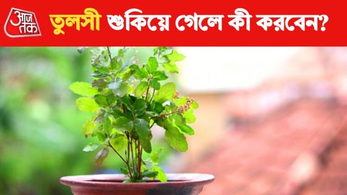 তুলসী বাস্তু টিপস।