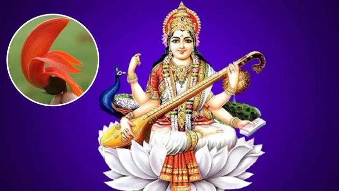 সরস্বতী পুজোয় পলাশ ফুল থাকা আবশ্যক