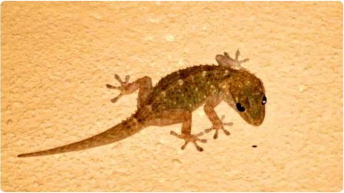 শাকুনশাস্ত্র অনুযায়ী, টিকটিকিটি শরীরের কিছু অংশে পড়লে তা শুভ বলে মনে করা হয়।