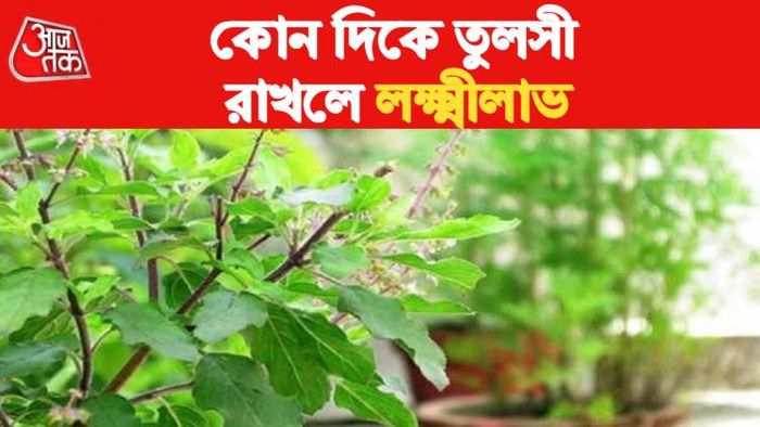 তুলসী বাস্তু টিপস।