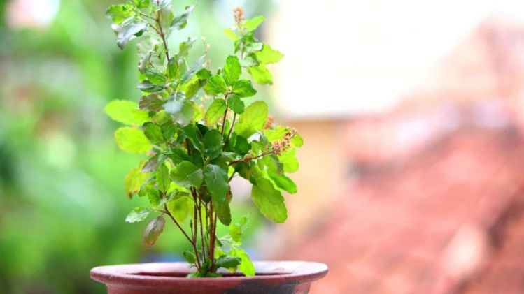 তুলসী স্পর্শ করার আগে জেনে নিন এই নিয়ম, নইলে সঙ্গী হতে পারে দুর্ভাগ্য