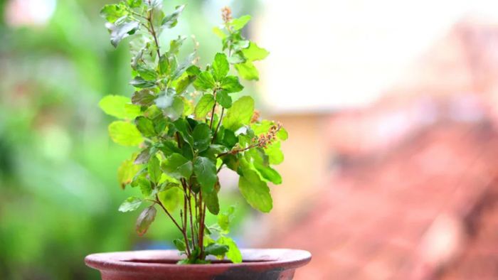 Tulsi niyam: তুলসী সংক্রান্ত কিছু নিয়ম জানা জরুরি