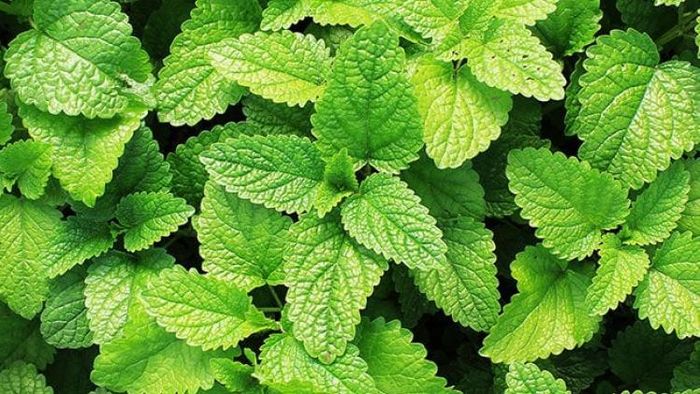 ১৬টি রোগের জন্য ৭টি পুদিনা পাতাই যথেষ্ট