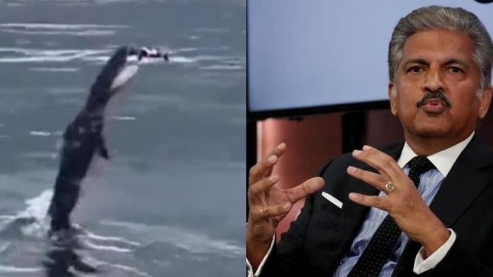 উড়ন্ত ড্রোন গিলল কুমির, VIRAL VIDEO শেয়ার করলেন আনন্দ মাহিন্দ্রা