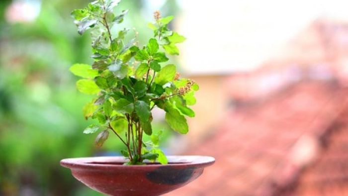 রোজ তুলসির পুজো করেন, সপ্তাহে এই দিন কিন্তু এই গাছ ছোঁয়া যায় না, জানতেন?