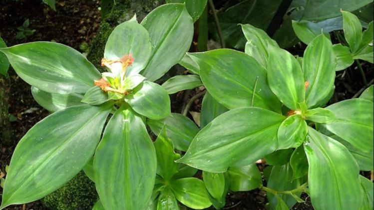 ডায়াবেটিসে একটি পাতা মোক্ষম, চিবিয়ে খেলে অব্যর্থ উপকার