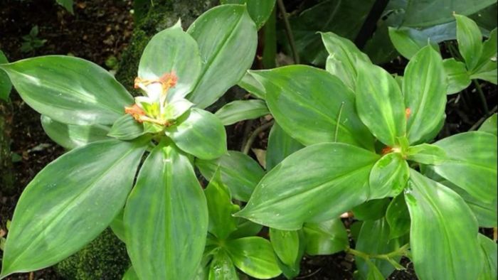 ইনসুলিন গাছ