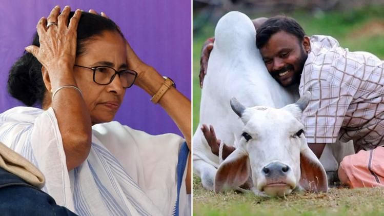 গুঁতোলে ১০ লক্ষ টাকা বিমা হোক, গরুকে আলিঙ্গন ইস্যুতে কটাক্ষ মমতার