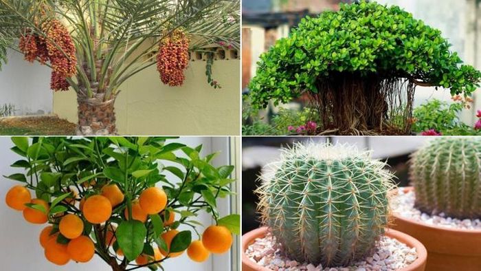 আর্থিক কষ্টে ভুগছেন? এই ৪টি গাছের কোনওটি থাকলে, এক্ষুণি সরান