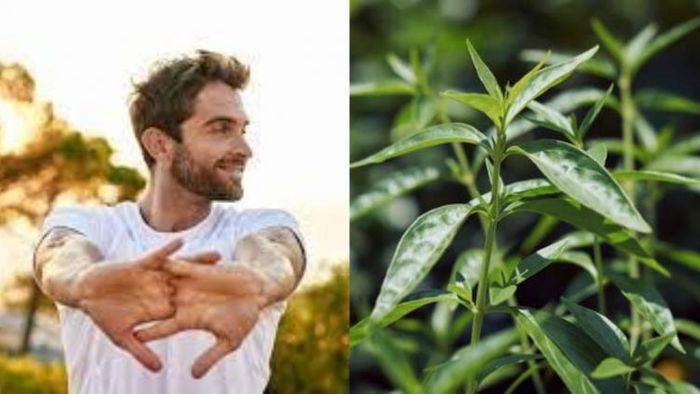 কালমেঘ উদ্ভিদ ভারতের উত্তরাঞ্চলের পাশাপাশি পশ্চিমবঙ্গেও ভালো পরিমাণে পাওয়া যায়