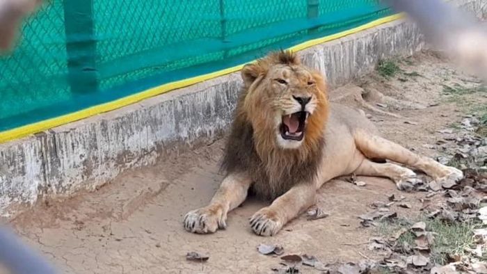 ফাইল ছবি।