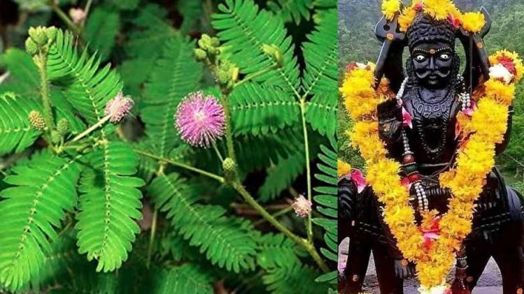  শনির দোষ কাটায় এই গাছ, বাড়ির কোন দিকে রাখলে অর্থ-সমৃদ্ধি?