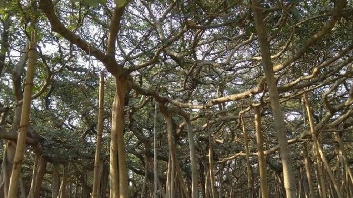 ফাইল ছবি।