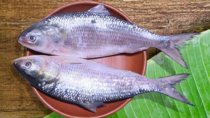 ২৫ টাকায় মিলছে জোড়া ইলিশ, মাছ কিনতে দোকানে লম্বা লাইন