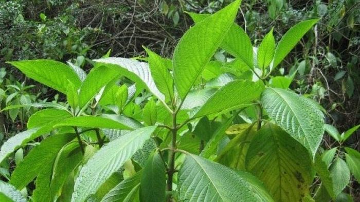 বাসক পাতার গুণাগুণ