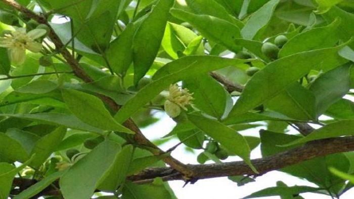 বেল পাতা