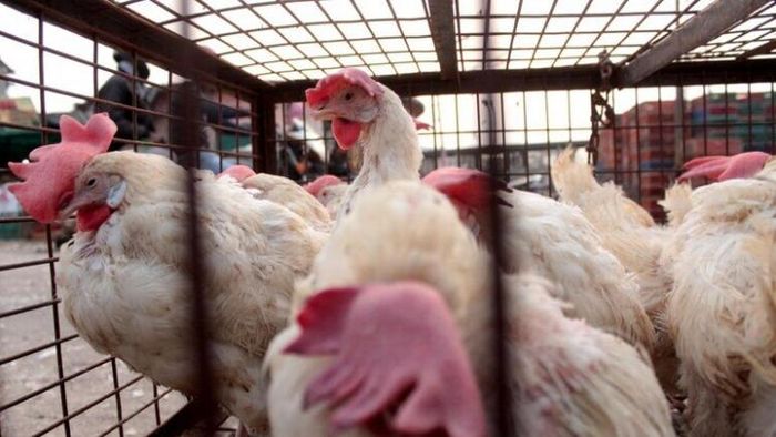বার্ড ফ্লুর আতঙ্কে অসমে ব্যান বাংলার মুরগি; এ রাজ্যে ভয় কতটা?