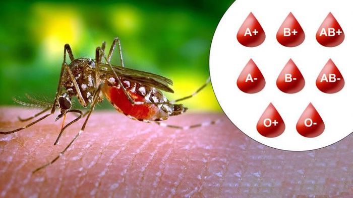 মশা এই রক্তের গ্রুপের মানুষদের বেশি কামড়ায়